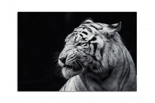 Фотокартина белый тигр